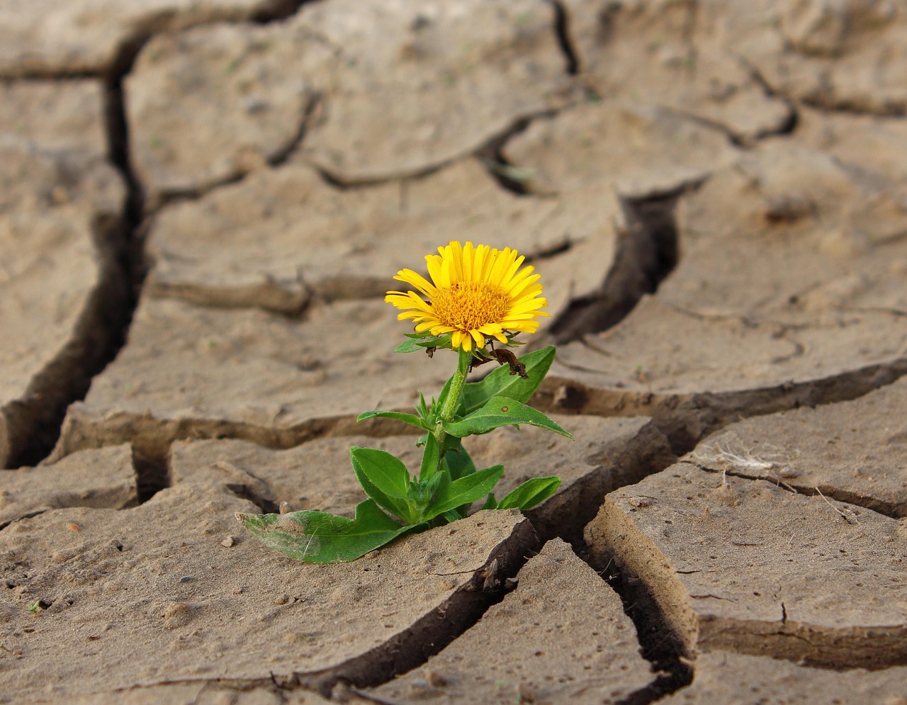 How Can You Develop the Resilience Needed for Entrepreneurship?