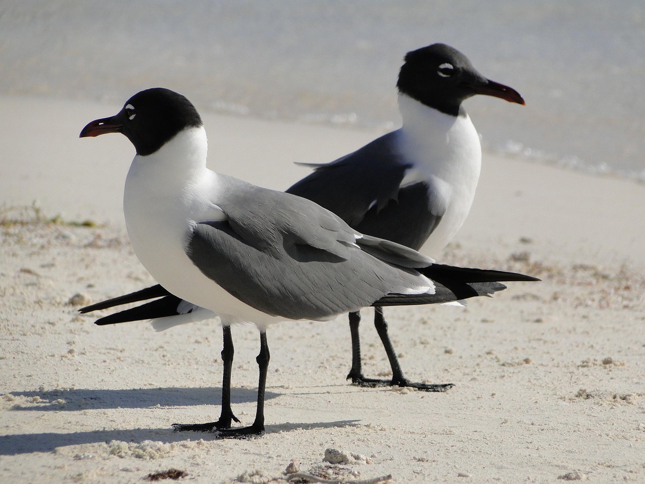 explore the nature of disagreements, including their causes, impact on relationships, and effective resolution strategies. understand how differing opinions can lead to constructive discussions and the importance of communication in resolving conflicts.